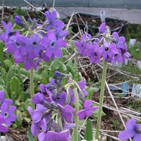 Primula chionantha